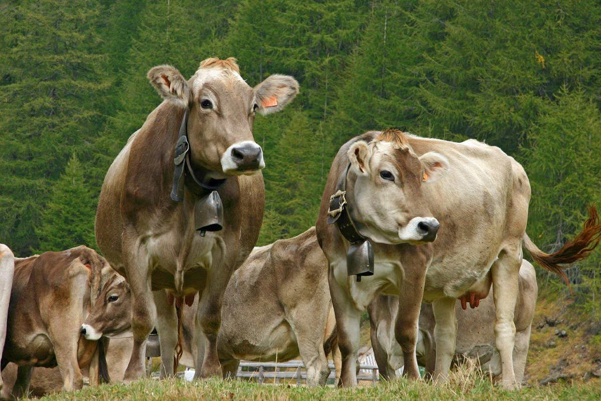 Almabzug in den Ossola-Tälern